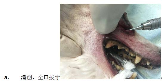 犬脓肿症状,犬脓肿的处置