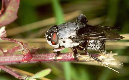 可怜的小狗被寄生虫寄生了,寄生虫强行控制宿主
