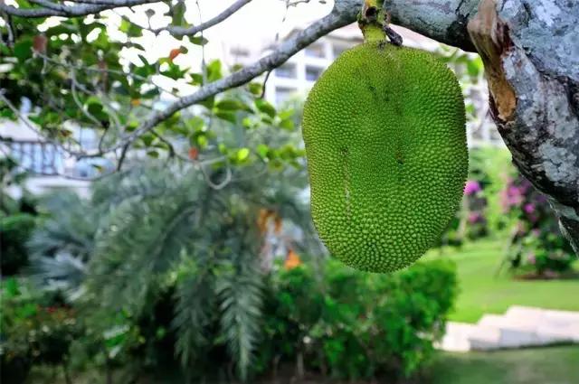 三亚亚龙湾有专属海滩酒店,中国最美丽的亚龙湾