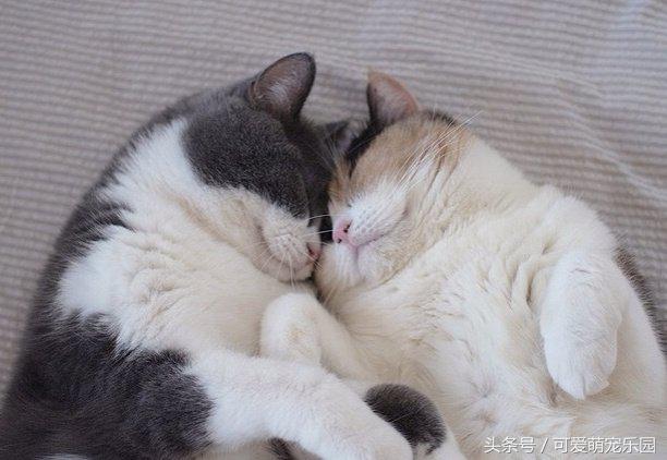 铲屎官你告诉我，女朋友很粘人该怎么办啊？