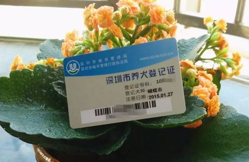 办狗证去别的城市怎么办,办狗证和不办狗证的区别