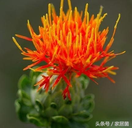 世界上最贵的花去哪卖,世界上最贵的花是哪个国家