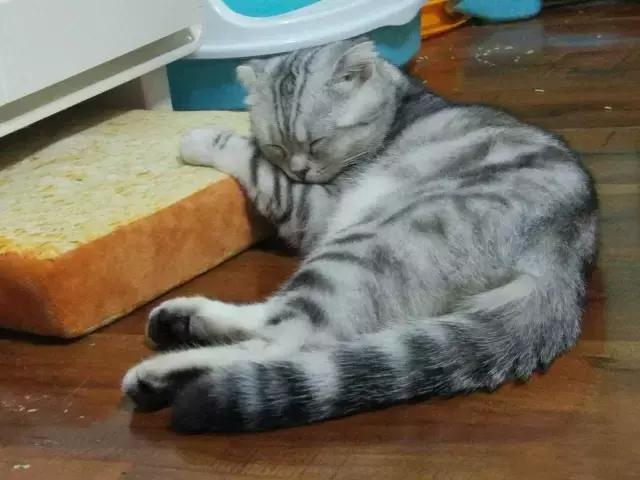 猫咪睡姿大作战,猫咪大字型睡姿图片