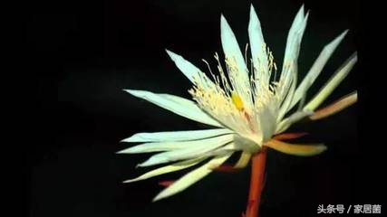 世界上最贵的花去哪卖,世界上最贵的花是哪个国家