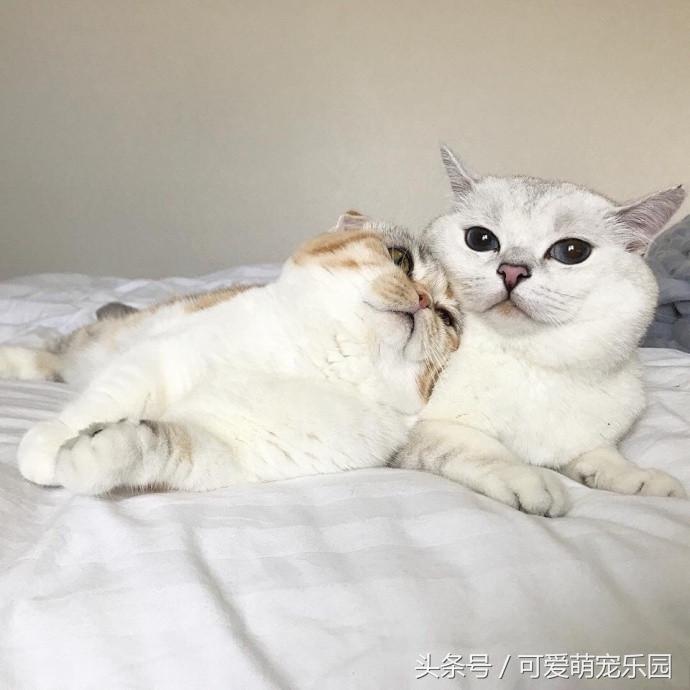 铲屎官你到底想怎么样,铲屎官你好怎么回复