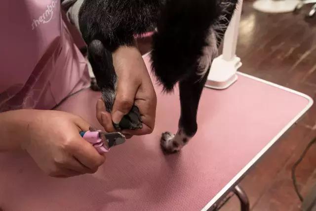 狗生如梦｜ONE实验室