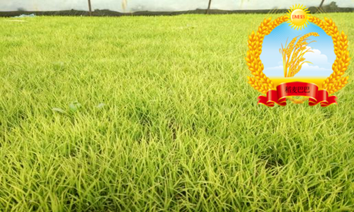 水稻叶片发黄干枯怎么回事,水稻苗床上秧苗发黄是什么原因