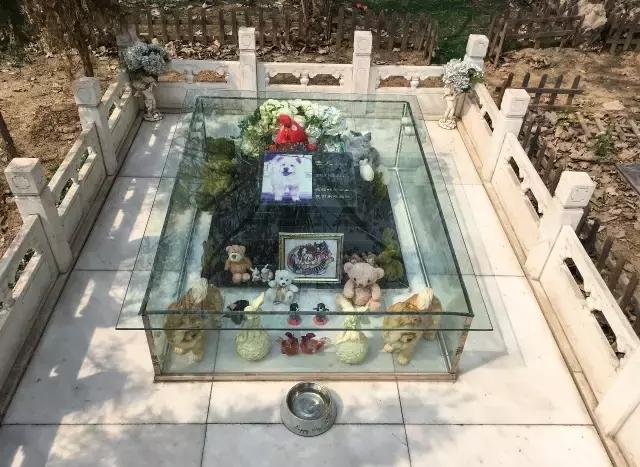 狗生如梦｜ONE实验室