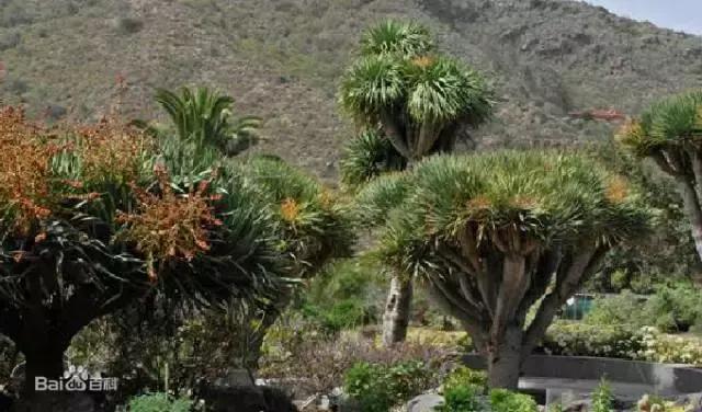 pola美白丸正确使用方法一日三次,日本pola美白丸有效果吗