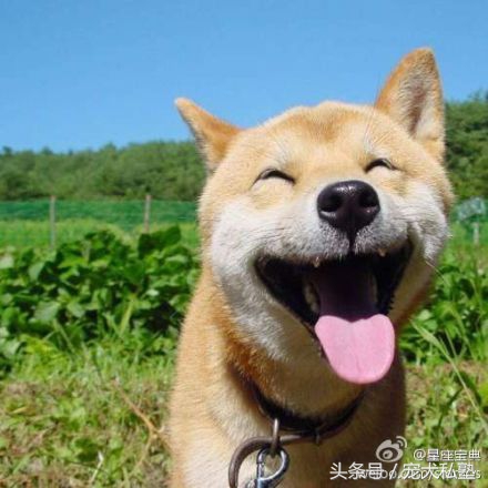 教你几招让狗狗立马变聪明,想让狗狗听话需要做好这五点