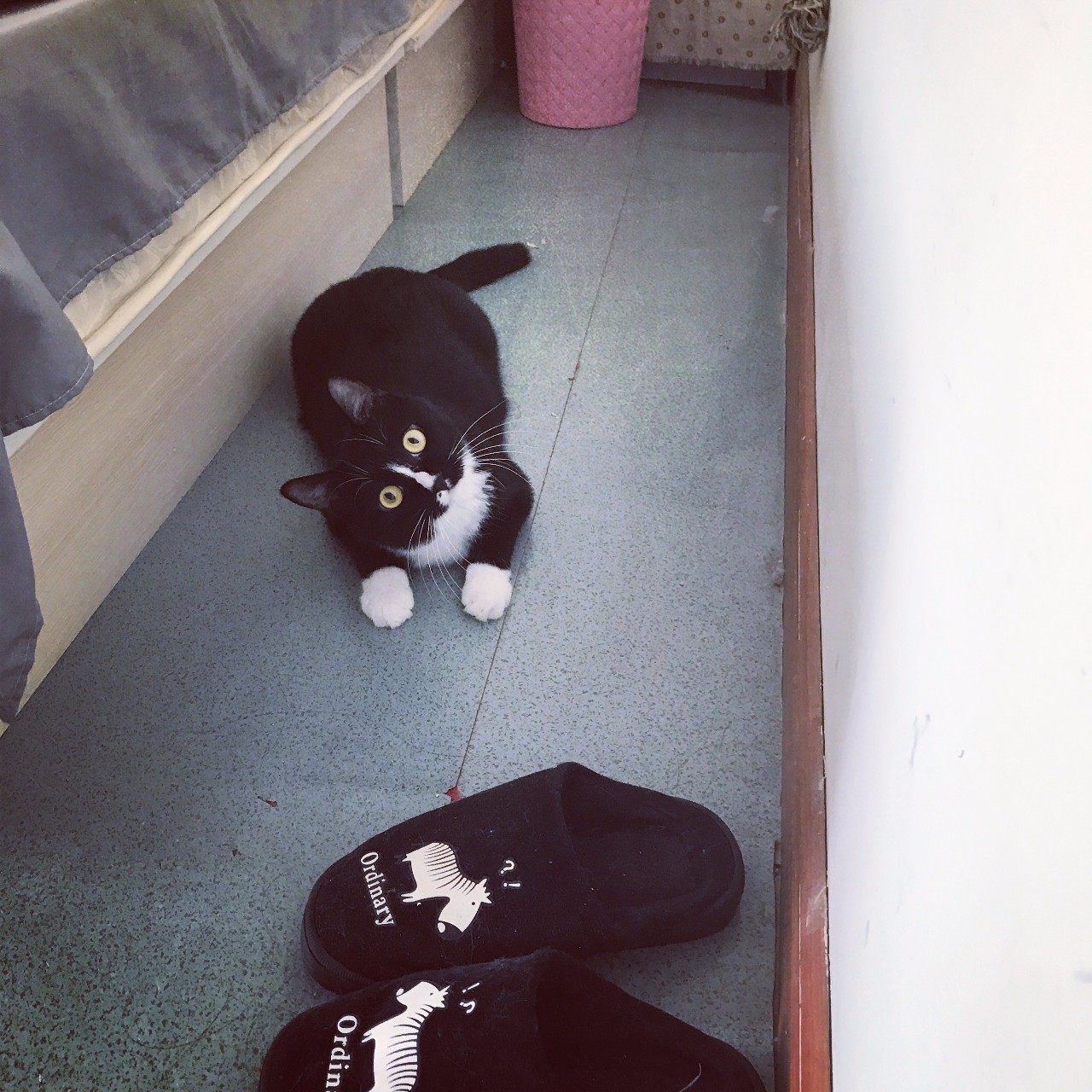 猫咪一直舔我皮肤,猫咪总是舔自己舔出血