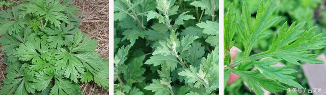 艾灸疗法是不是一个大骗局,艾灸行业不可告人的秘密