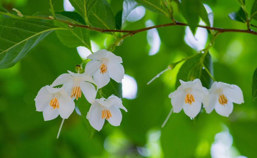 沉香的药用历史与药用研究,沉香品种的功效与作用