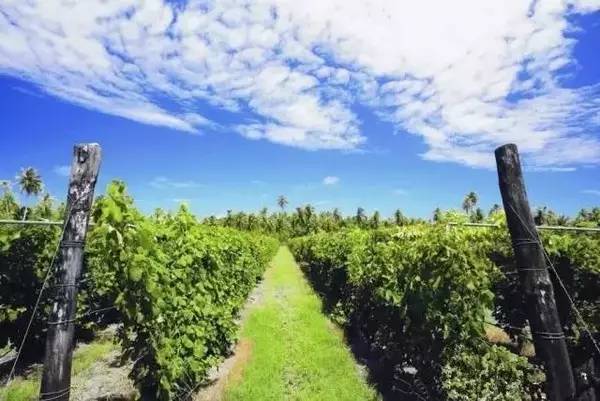 大溪地海岛度假岛,海岛旅游攻略大溪地