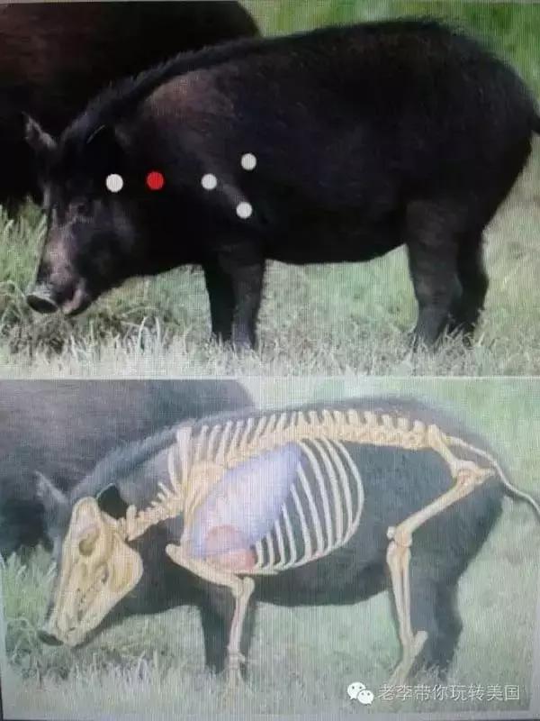 嗨文化｜美国狩猎：吃到嘴的意义