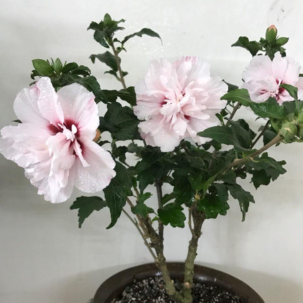 淡粉色木槿花美篇,分享木槿花之美图片