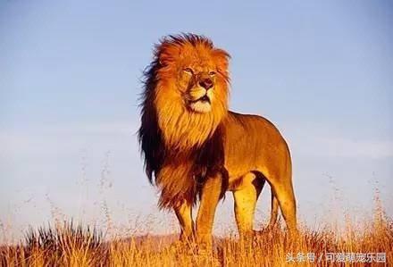 铲屎官你告诉我，女朋友很粘人该怎么办啊？