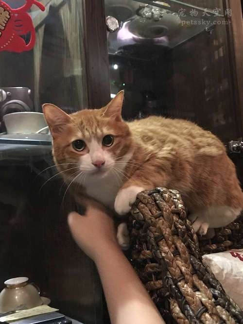 遇到猫咪踩奶,遇到一只会踩奶的猫