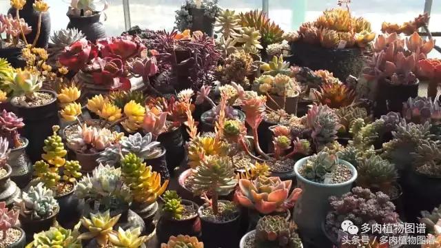 满阳台的多肉,满阳台多肉