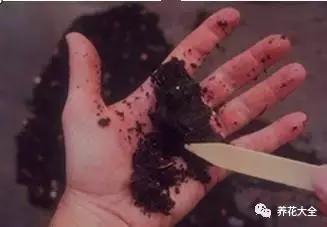 植物起死回生 (让植物起死回生的小妙招)