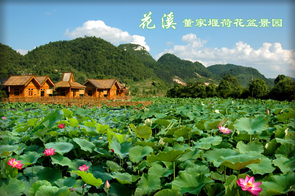 贵阳赏荷,贵阳荷花拍照打卡点