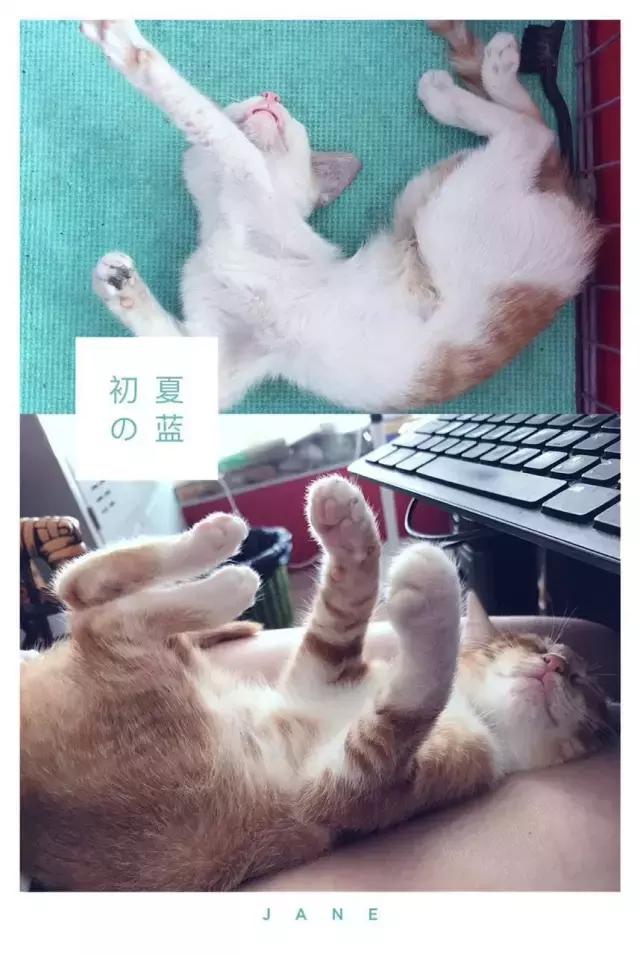 猫咪睡姿大作战,猫咪大字型睡姿图片
