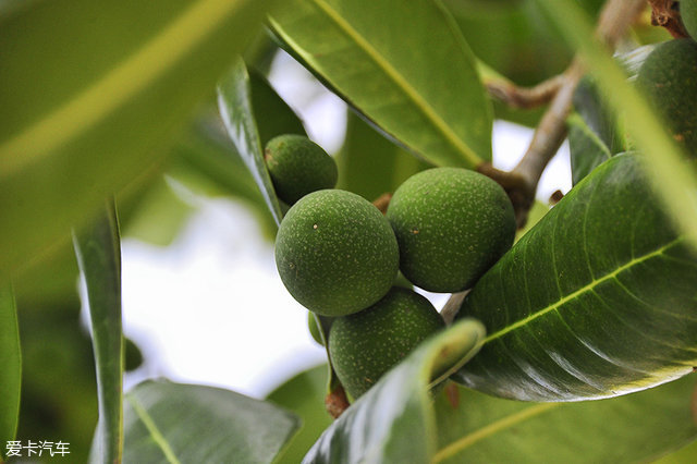 海陆皆猛虎路虎百慕大美洲帆船赛之旅