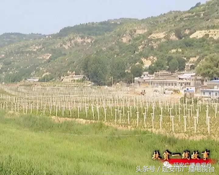 河北固安特色种植助农增收,特色种植促进农民增收措施