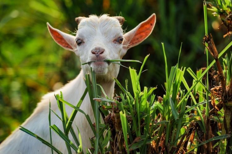 全国各地烤全羊,万人吃烤全羊