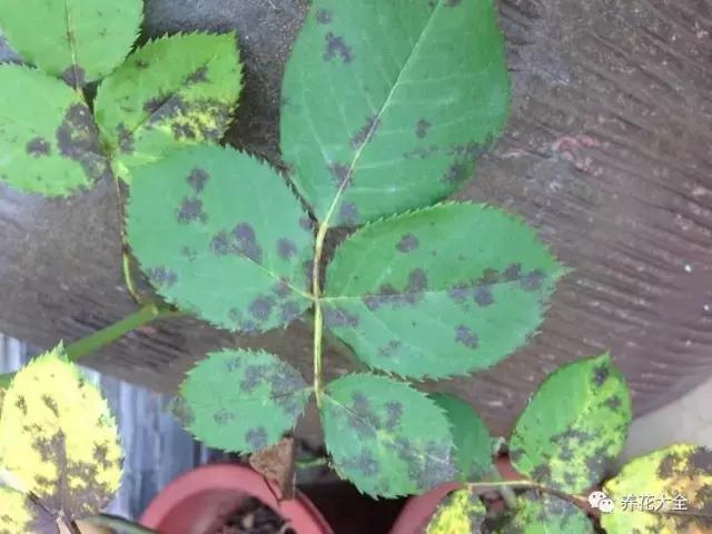 植物起死回生 (让植物起死回生的小妙招)