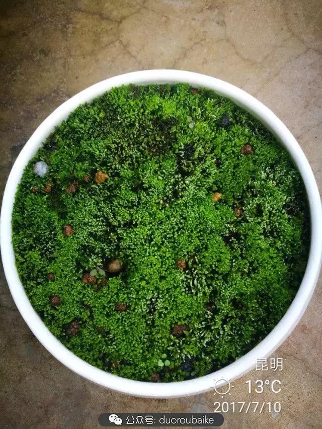 苔藓与多肉,多肉与苔藓的巧妙组合