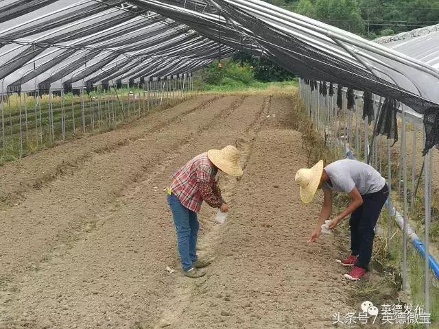 甯﹀姩鍛ㄨ竟鍐滄埛澧炴敹鑷村瘜,甯﹀姩鏉戞皯绉嶆缁忔祹浣滅墿鑷村瘜