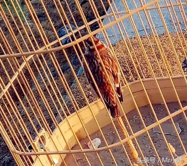 百灵鸟换羽期间可以喂鸡蛋吗,百灵鸟过冬注意什么