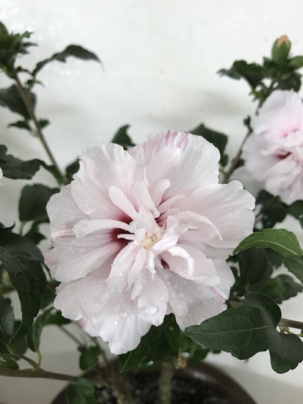 淡粉色木槿花美篇,分享木槿花之美图片