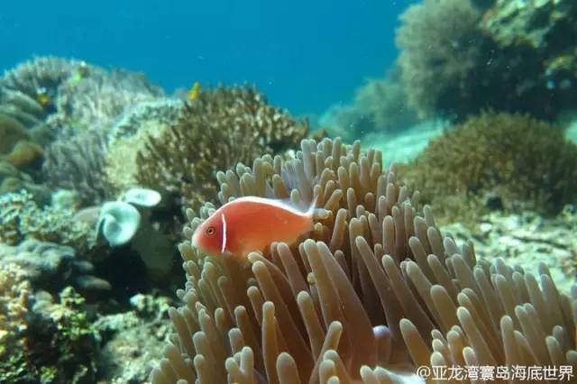 三亚潜水避坑攻略,三亚潜水新技巧