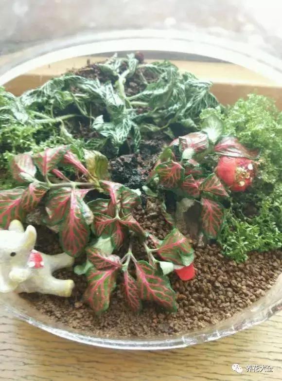 植物起死回生 (让植物起死回生的小妙招)