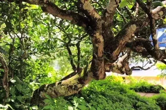 冰岛普洱茶言过其实,冰岛十大怪事件