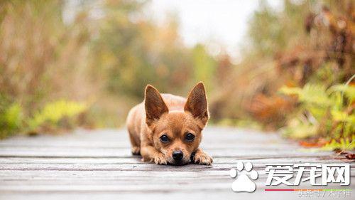 养狗狗的注意事项有什么,养狗狗要注意的地方