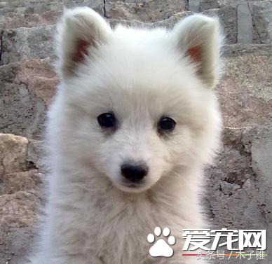 养狗狗的注意事项有什么,养狗狗要注意的地方