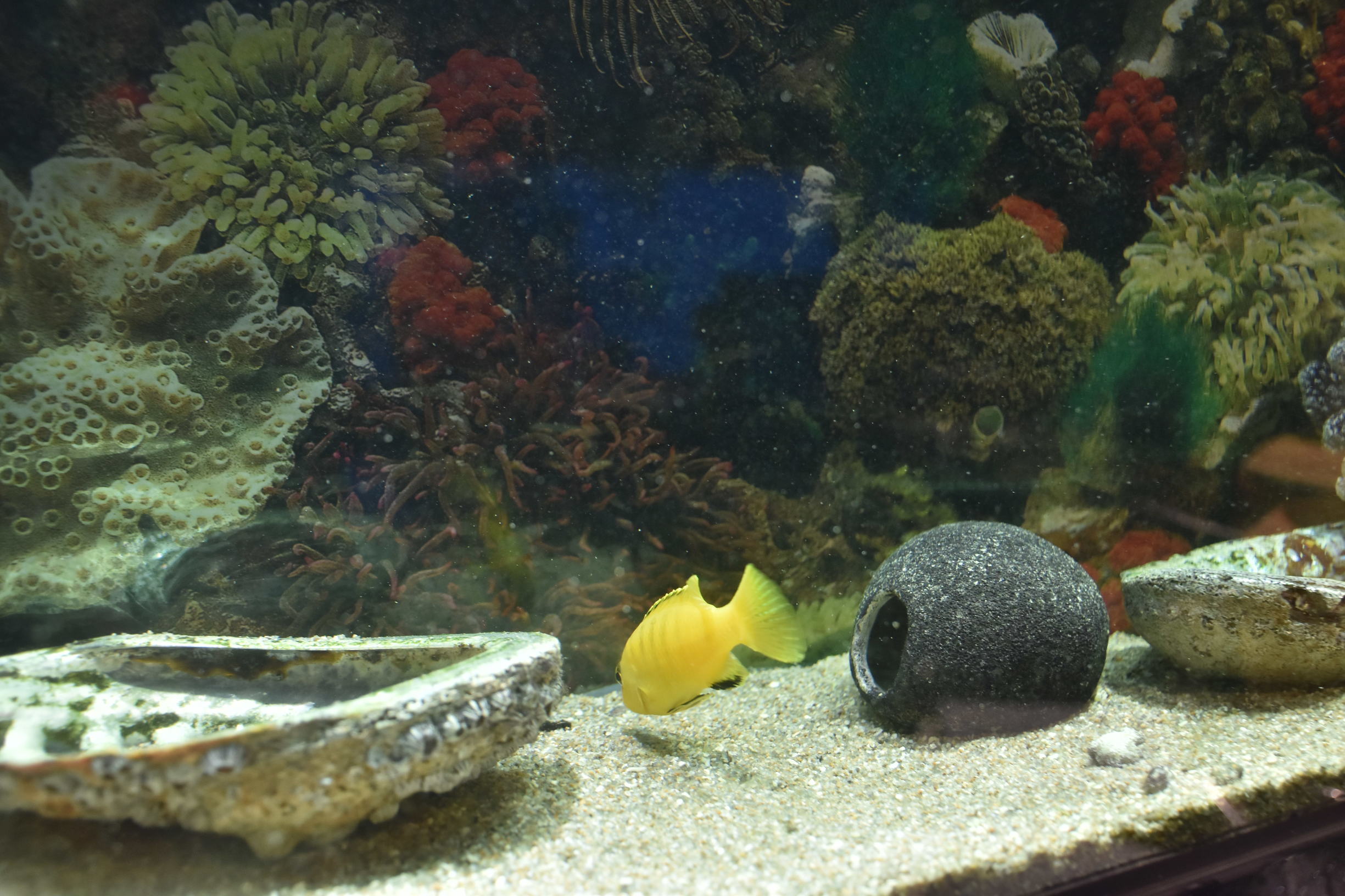 厦门有什么好吃的自助餐推荐,厦门五一必吃正宗港式自助推荐