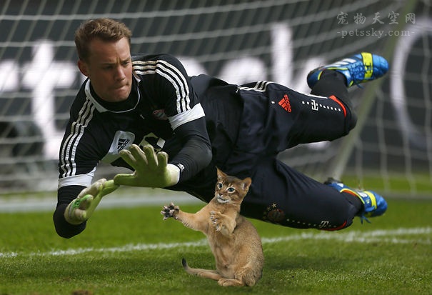 当把赛场上的足球PS成猫咪后，是不是有些搞笑？（12张）