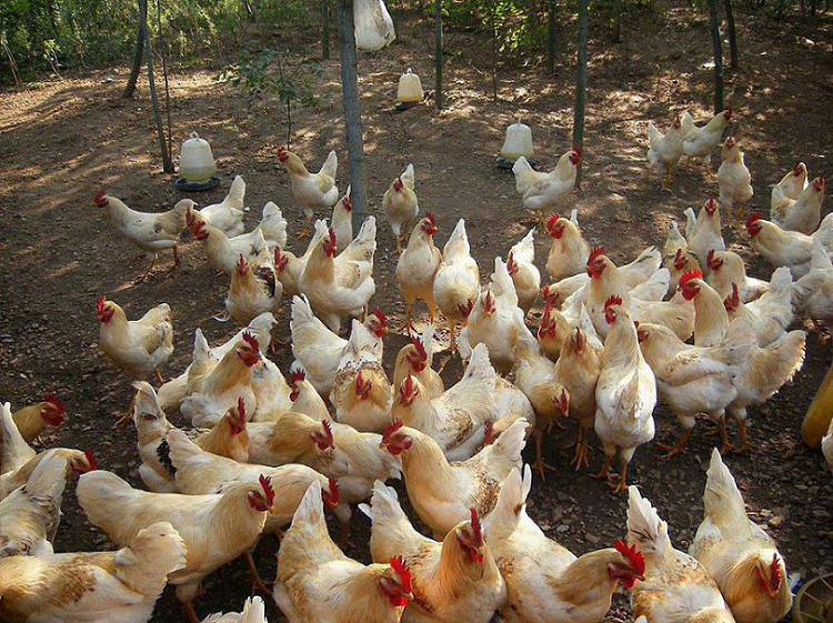 流感新冠支原体普通感冒如何鉴别,如何鉴别支原体肺炎和流感