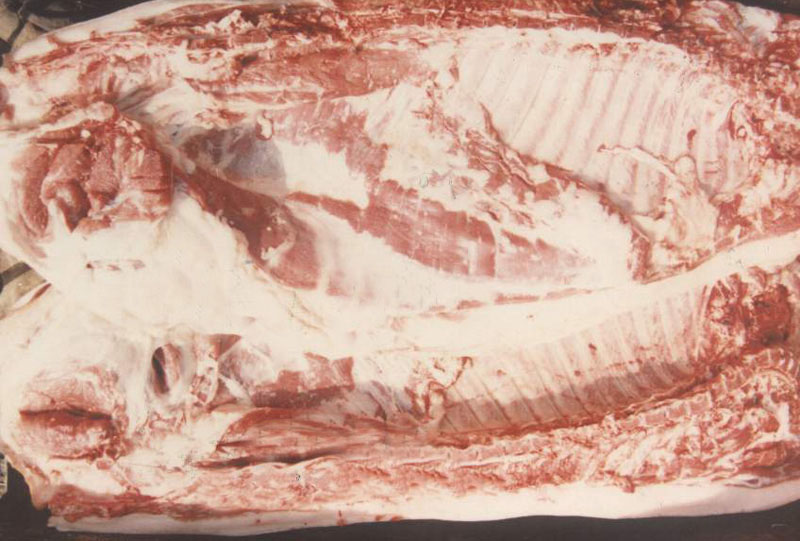 人感染猪囊虫病怎么办,人畜共患寄生虫病中的动物是什么