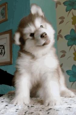 猫咪眼睑内翻解决办法,猫咪下眼睫毛内翻割眼皮后闭不上