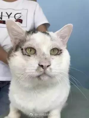 猫咪眼睑内翻解决办法,猫咪下眼睫毛内翻割眼皮后闭不上