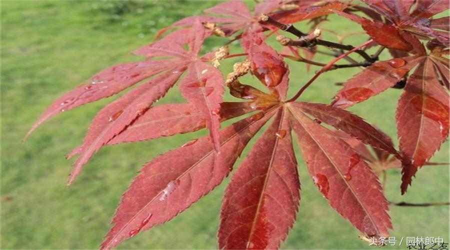 红枫盆景的养护和管理方法,美国红枫树种栽培与管理