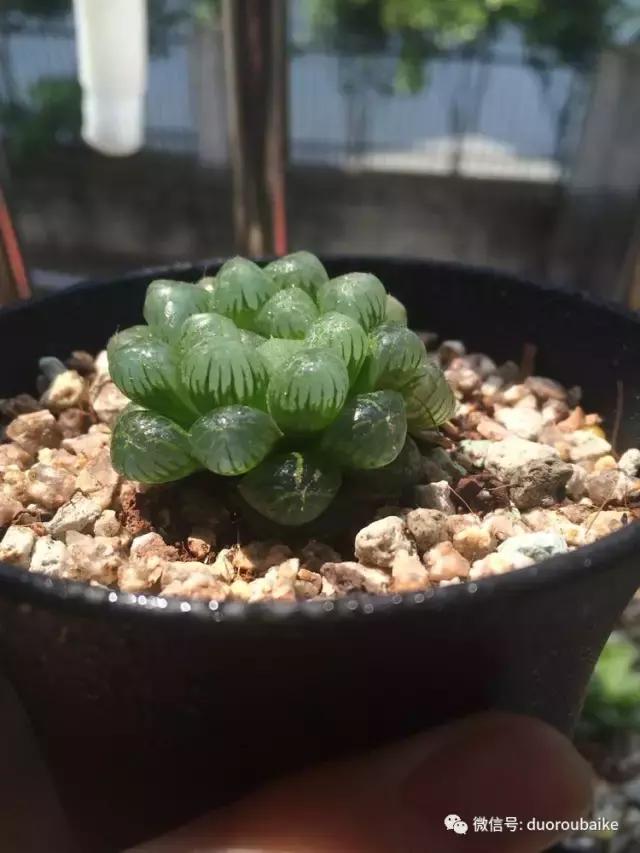 自制多肉花架最简单的方法,自制多肉花架子