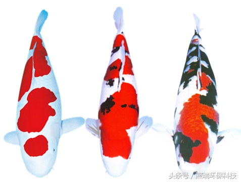 会升值的冷水风水鱼,排名第一的风水鱼