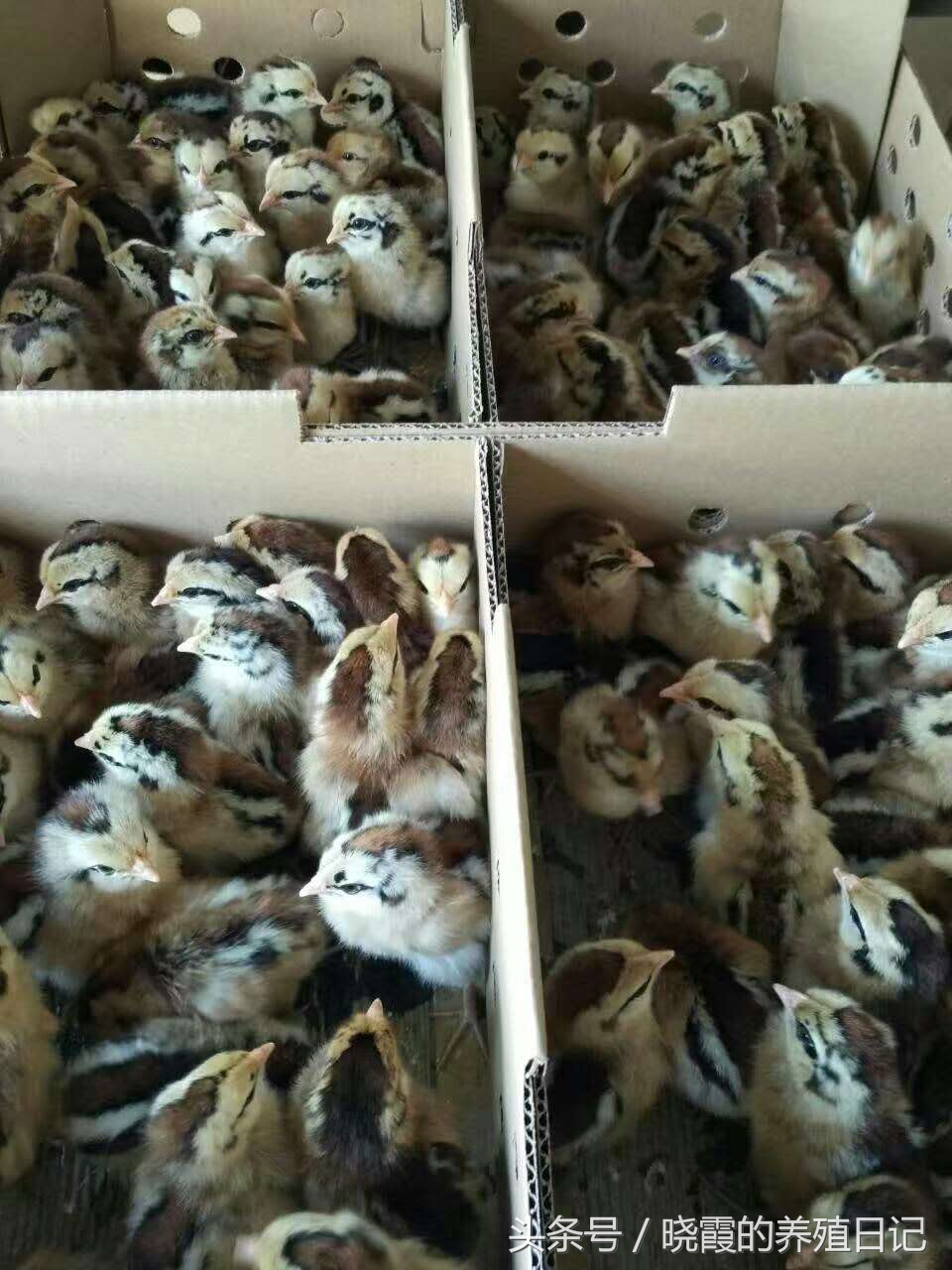 养殖户通过养鸡发家致富,农村养殖户经营