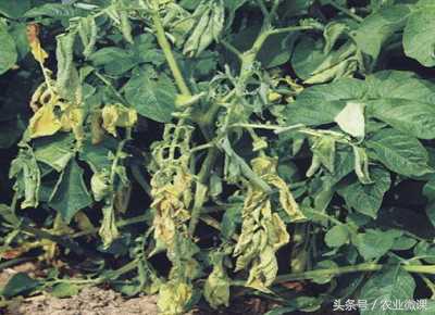 马铃薯疮痂病最佳治疗方法,马铃薯青枯病最好的治疗方法